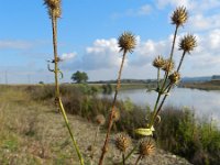 Dipsacus pilosus 7, Kleine kaardenbol, Saxifraga-Rutger Barendse