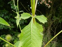 Dipsacus strigosus 10, Slanke kaardenbol, Saxifraga-Rutger Barendse