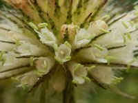 Dipsacus strigosus 13, Slanke kaardenbol, Saxifraga-Peter Meininger