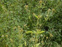 Dipsacus strigosus 16, Slanke kaardenbol, Saxifraga-Peter Meininger