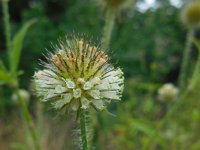 Dipsacus strigosus 18, Slanke kaardenbol, Saxifraga-Ed Stikvoort