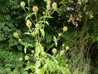 Dipsacus strigosus 2, Slanke kaardenbol, Saxifraga-Rutger Barendse