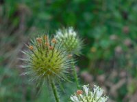 Dipsacus strigosus 20, Slanke kaardenbol, Saxifraga-Ed Stikvoort