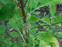 Dipsacus strigosus 21, Slanke kaardenbol, Saxifraga-Ed Stikvoort