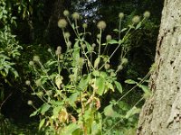 Dipsacus strigosus 6, Slanke kaardenbol, Saxifraga-Rutger Barendse