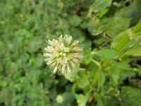 Dipsacus strigosus 8, Slanke kaardenbol, Saxifraga-Rutger Barendse