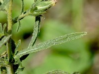 Dittrichia graveolens 13, Kamferalant, Saxifraga-Sonja Bouwman  Kamferalant - Dittrichia graveolens - Asteraceae familie