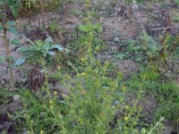 Dittrichia graveolens 6, Kamferalant, Saxifraga-Ed Stikvoort