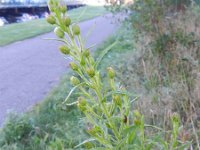 Dittrichia viscosa 6, Kleverige alant, Saxifraga-Rutger Barendse