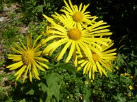 Doronicum austriacum 4, Saxifraga-Jasenka Topic