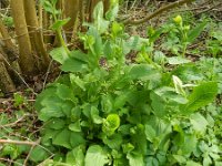 Doronicum austriacum 6, Saxifraga-Rutger Barendse