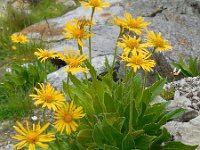 Doronicum clusii 3, Saxifraga-Ed Stikvoort