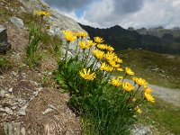 Doronicum clusii 4, Saxifraga-Ed Stikvoort