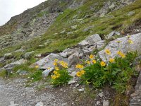 Doronicum clusii 5, Saxifraga-Ed Stikvoort