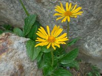 Doronicum clusii 6, Saxifraga-Ed Stikvoort