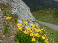 Doronicum clusii 7, Saxifraga-Ed Stikvoort