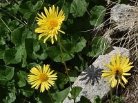 Doronicum columnae 10, Kale voorjaarszonnebloem, Saxifraga-Harry Jans  Doronicum columnae