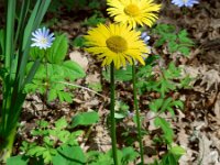 Doronicum columnae 3, Kale voorjaarszonnebloem, Saxifraga-Ed Stikvoort