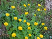 Doronicum columnae 4, Kale voorjaarszonnebloem, Saxifraga-Ed Stikvoort