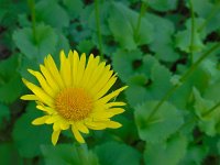 Doronicum columnae 5, Kale voorjaarszonnebloem, Saxifraga-Ed Stikvoort