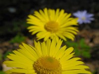 Doronicum columnae 6, Kale voorjaarszonnebloem, Saxifraga-Ed Stikvoort