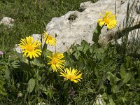 Doronicum grandiflorum 13, Saxifraga-Jan van der Straaten