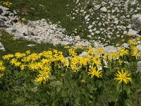 Doronicum grandiflorum 16, Saxifraga-Willem van Kruijsbergen