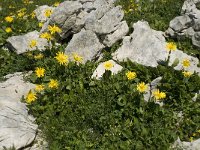 Doronicum grandiflorum 20, Saxifraga-Willem van Kruijsbergen