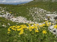 Doronicum grandiflorum 22, Saxifraga-Willem van Kruijsbergen