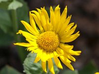 Doronicum grandiflorum 26, Saxifraga-Bart Vastenhouw