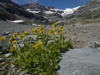 Doronicum grandiflorum 3, Saxifraga-Willem van Kruijsbergen