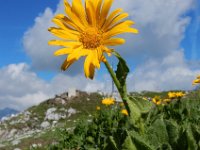 Doronicum grandiflorum 30, Saxifraga-Ed Stikvoort