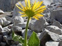 Doronicum grandiflorum 33, Saxifraga-Ed Stikvoort