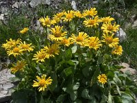 Doronicum grandiflorum 35, Saxifraga-Harry Jans