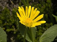 Doronicum grandiflorum 4, Saxifraga-Jan van der Straaten