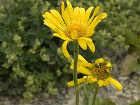 Doronicum grandiflorum 5, Saxifraga-Jan van der Straaten