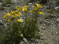 Doronicum grandiflorum 6, Saxifraga-Jan van der Straaten