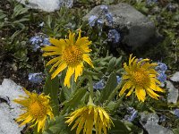 Doronicum grandiflorum 9, Saxifraga-Willem van Kruijsbergen