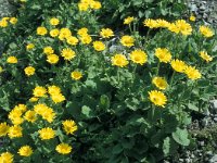 Doronicum grandiflorum38, Saxifraga-Jan van der Straaten