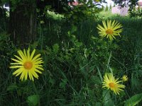 Doronicum hungaricum 2, Saxifraga-Jasenka Topic