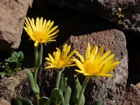 Doronicum oblongifolium 2, Saxifraga-Ed Stikvoort