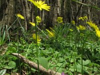 Doronicum orientale