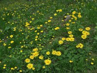 Doronicum orientale 7, Kaukasische voorfjaarszonnebloem, Saxifraga-Harry Jans