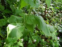 Doronicum pardalianches 12, Hartbladzonnebloem, Saxifraga-Rutger Barendse