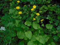 Doronicum pardalianches 18, Hartbladzonnebloem, Saxifraga-Ed Stikvoort