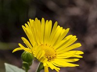 Great Leopard's Bane (Doronicum pardalianches); close-up of flow  Great Leopard's Bane (Doronicum pardalianches); close-up of flower : close-up, closeup, growth, macro, beauty, beauty in nature, flowering, in flower, no peopel, nobody, outdoors, outside, Great Leopard's Bane, Doronicum pardalianches, flower, vascular, plant, flora, floral, yellow, spring, springtime