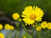 Hartbladzonnenbloem  Great Leopard's Bane (Doronicum pardalianches) : Great Leopard's Bane, Doronicum pardalianches, flower, vascular, plant, flora, floral, yellow, spring, springtime