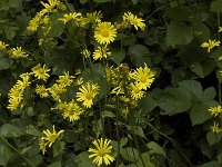 Doronicum pardalianches 4, Hartbladzonnebloem, Saxifraga-Jan van der Straaten