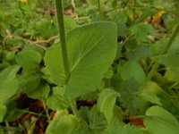 Doronicum plantagineum 3, Weegbreezonnebloem, Saxifraga-Peter Meininger