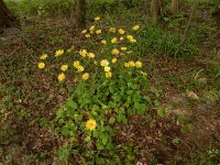 Doronicum plantagineum 4, Weegbreezonnebloem, Saxifraga-Peter Meininger